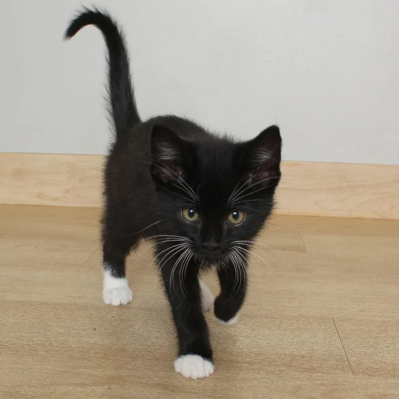 A baby small-sized male Black Domestic Short Hair cat named Troy C for adoption in Minnetonka, MN