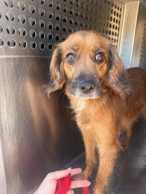 An adult small-sized female English Toy Spaniel dog named Natilla for adoption in Mesa, AZ
