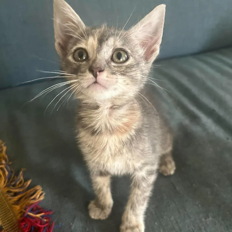 A baby medium-sized female Torbie cat named Pepper for adoption in Krum, TX
