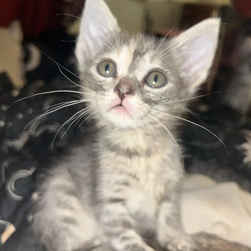Pepper thumbnail 3