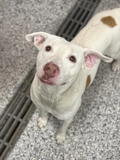 An adult medium-sized male Mixed Breed dog named Kilo Fka Bently for adoption in West Chester, PA