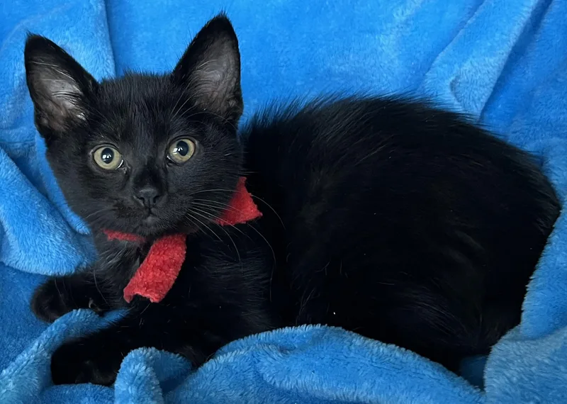 A baby medium-sized male Domestic Short Hair cat named Neo for adoption in Lyle, WA
