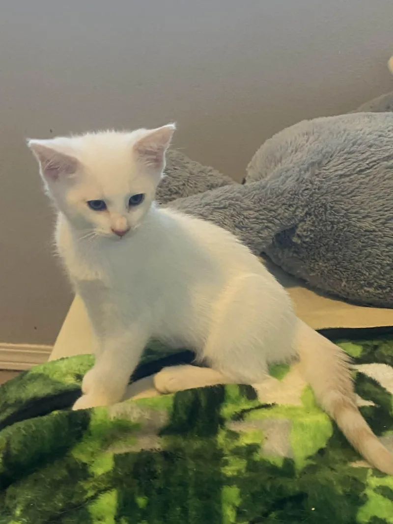 A baby medium-sized male Buff & White Siamese cat named Ilia for adoption in Rochester, WA
