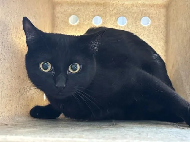 A young large-sized female Domestic Short Hair cat named Salem for adoption in Lancaster, CA
