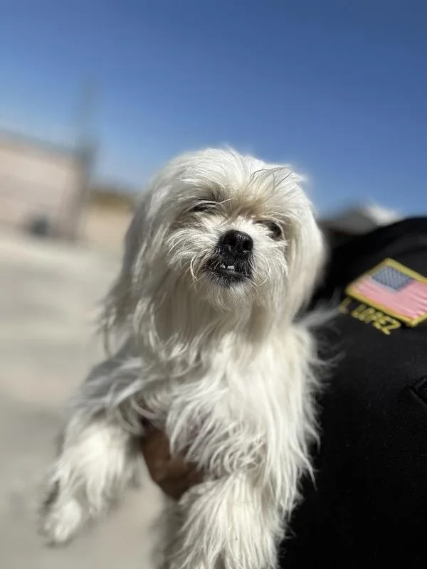 An adult small-sized female Maltese dog named Sally for adoption in Victorville, CA