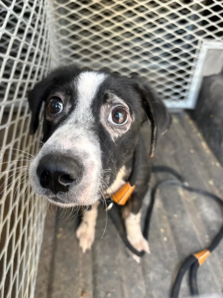 A baby medium-sized male German Shorthaired Pointer dog named Peeder for adoption in New Braunfels, TX