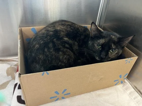 Petuniacompanion To Smokey