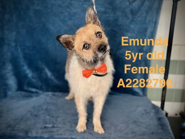 An adult medium-sized female Border Terrier dog named Emuna for adoption in Van Nuys, CA