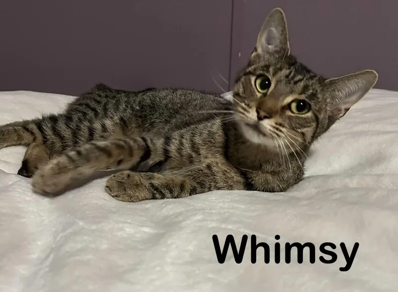 A young medium-sized female Tabby (Brown / Chocolate) Tabby cat named Whimsy for adoption in Wyandotte, MI
