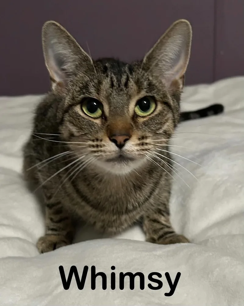 Whimsy thumbnail 2