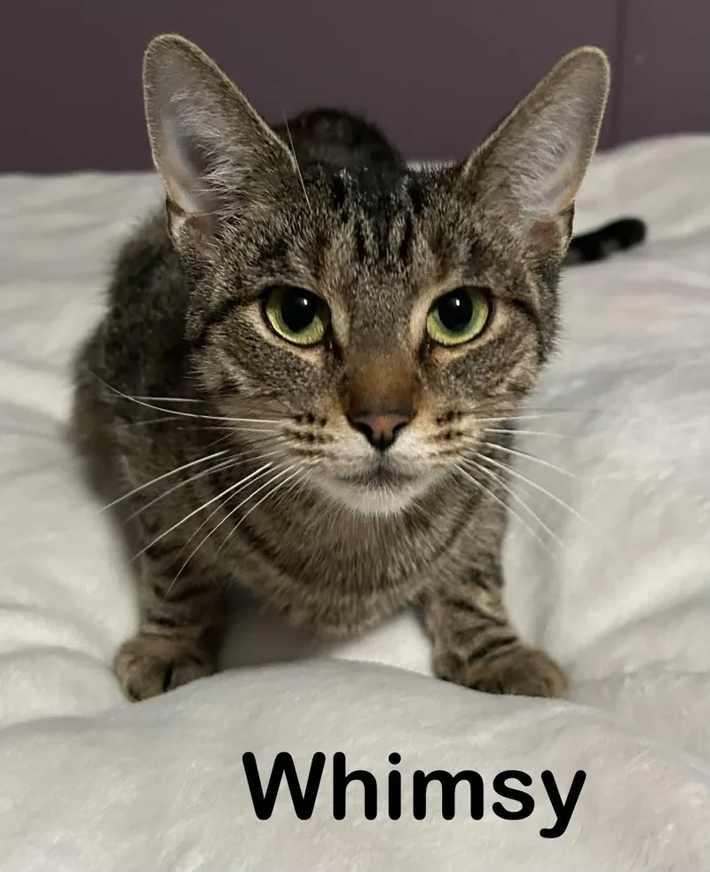Whimsy thumbnail 4