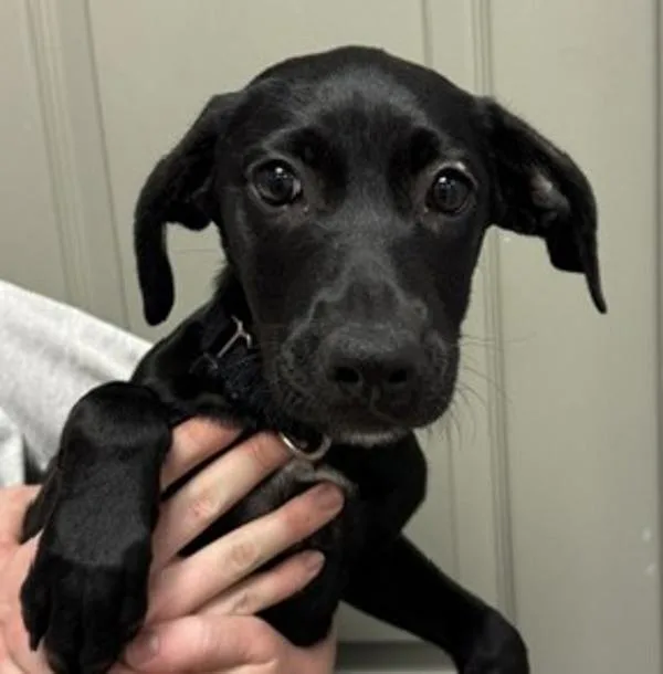A baby medium-sized female Labrador Retriever dog named Mallowy for adoption in Littleton, CO