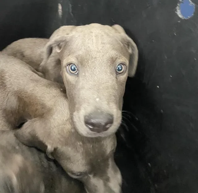 A baby large-sized female Mixed Breed dog named Indigo for adoption in Dallas, TX