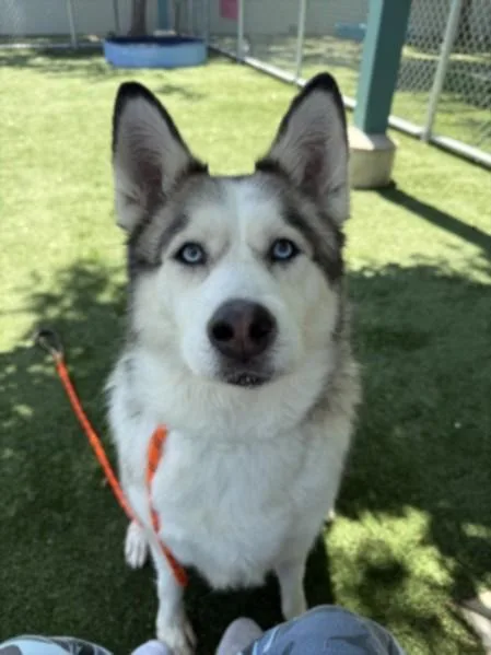 An adult medium-sized female Siberian Husky dog named Canela for adoption in Chatsworth, CA