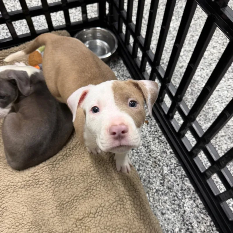 A baby small-sized male Yellow / Tan / Blond / Fawn Pit Bull Terrier dog named Brantley for adoption in Fairmont, WV