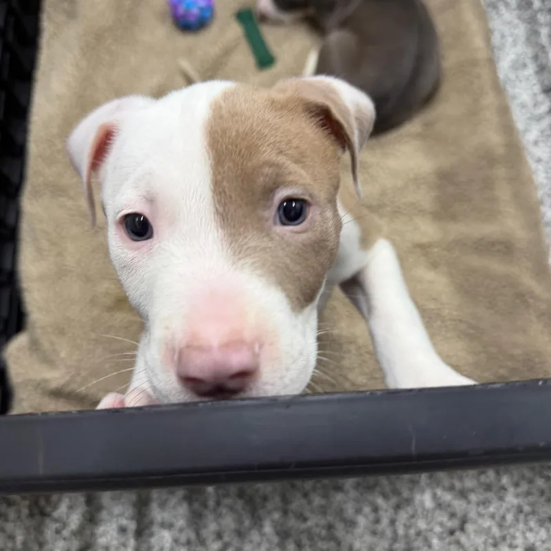 Brantley thumbnail 3