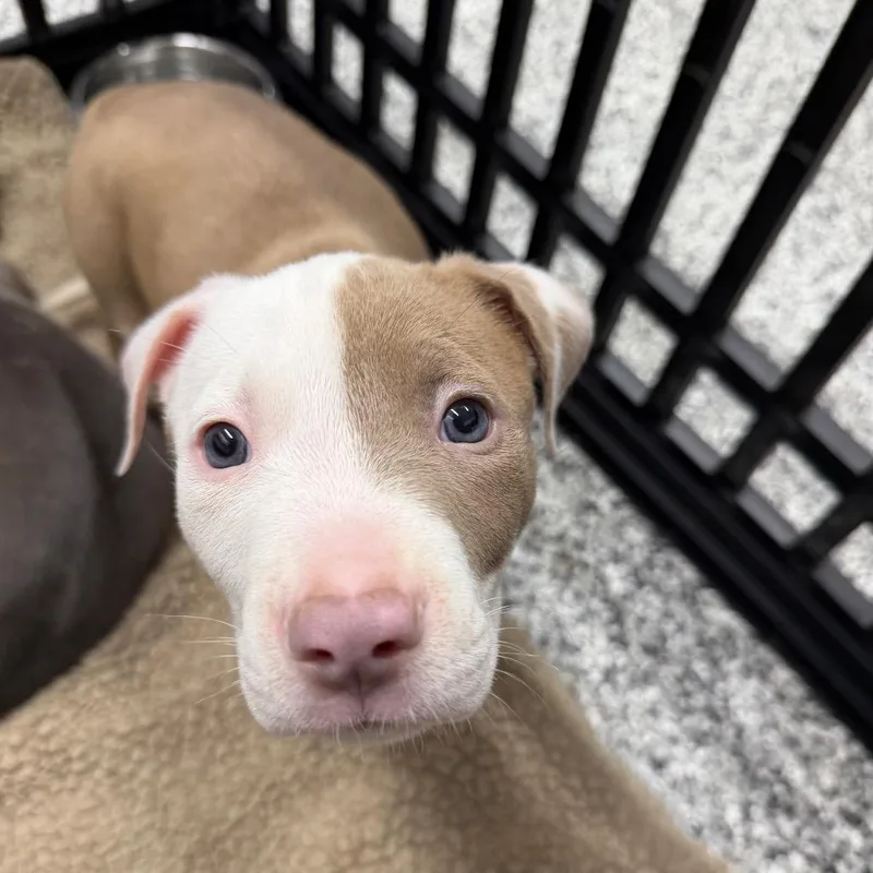 Brantley thumbnail 4