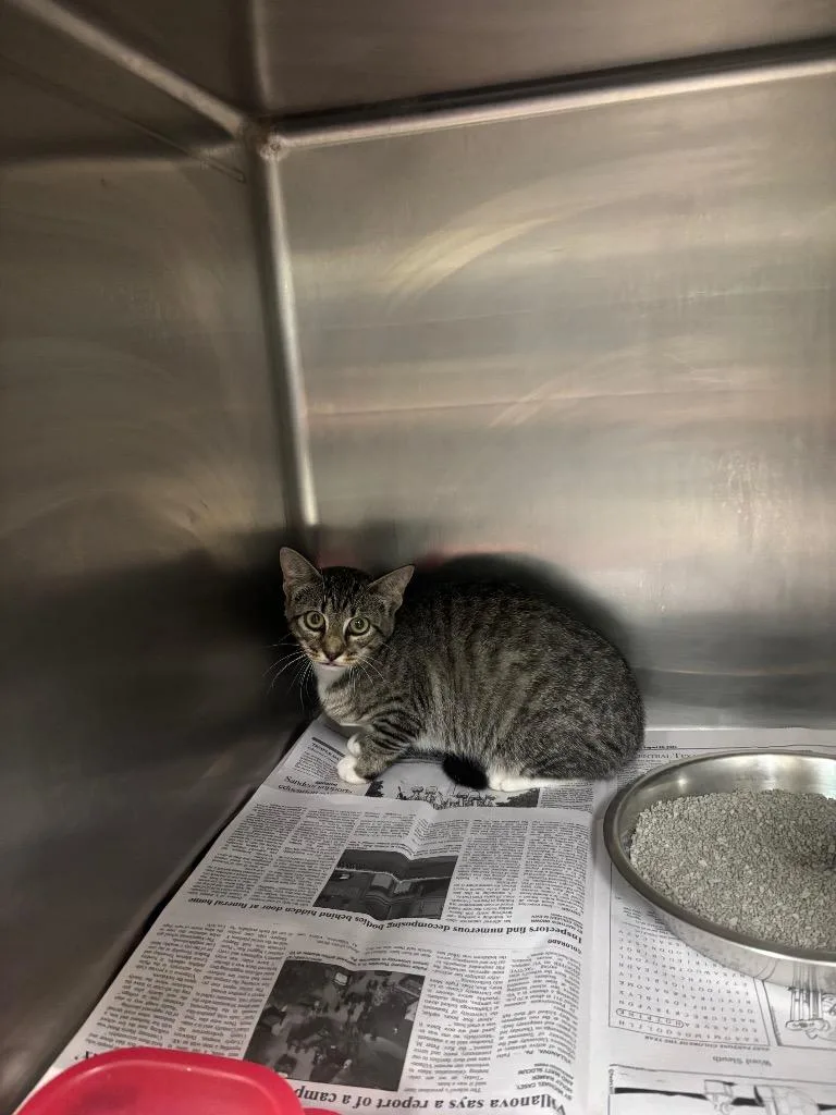 A baby small-sized female Domestic Short Hair cat named Mckinnon for adoption in Belton, TX