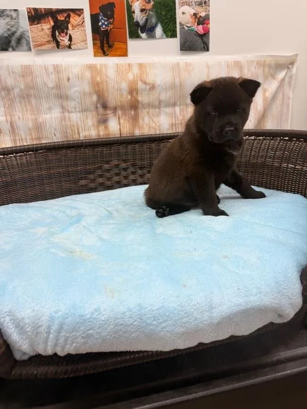 A baby medium-sized male Chow Chow dog named Gale for adoption in Neillsville, WI
