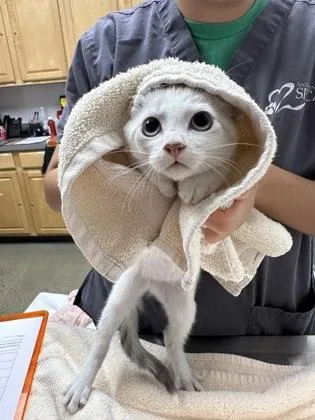 A baby medium-sized female Domestic Short Hair cat named Solterra for adoption in Sacramento, CA