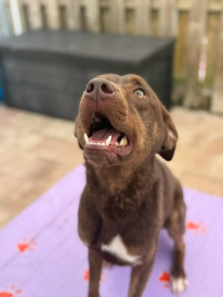 A young medium-sized female Doberman Pinscher dog named Nova for adoption in Sebastian, FL