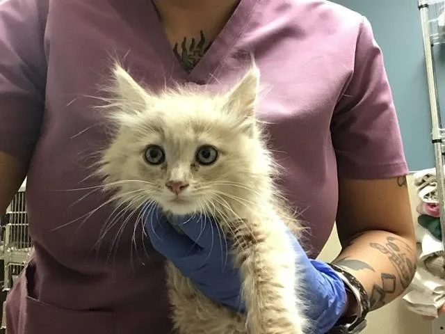A baby small-sized female Domestic Short Hair cat named Peach for adoption in Riverside, CA
