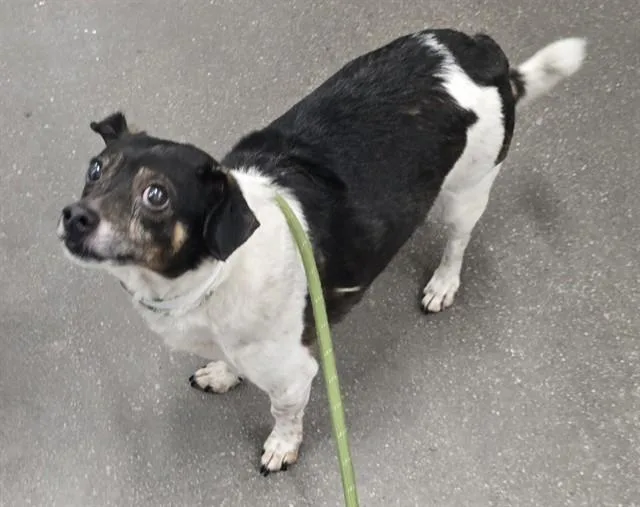 An adult small-sized male Chihuahua dog named Hansel for adoption in Mesa, AZ