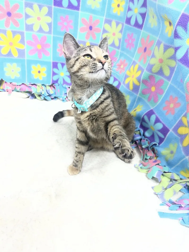 A young medium-sized female Tabby (Tiger Striped) Domestic Short Hair cat named Mila for adoption in Upper Sandusky, OH