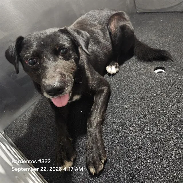 An adult medium-sized male Labrador Retriever dog named Domino for adoption in San Antonio, TX