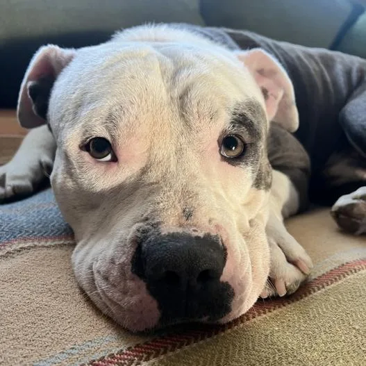 An adult large-sized male Gray / Blue / Silver Pit Bull Terrier dog named Krewe of Barkus for adoption in Austin, TX