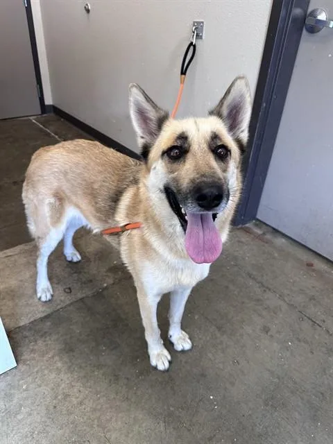 A young large-sized male German Shepherd Dog dog named Douglas for adoption in Ontario, CA
