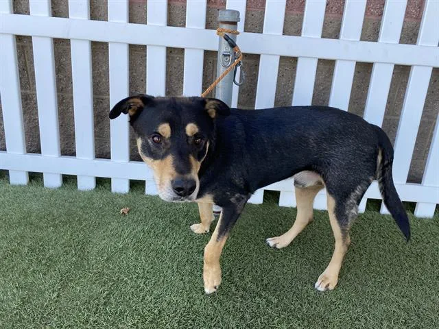 An adult large-sized male German Shepherd Dog dog named Santiago for adoption in Modesto, CA