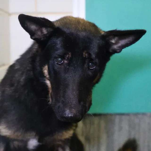 A young medium-sized female German Shepherd Dog dog named Rapid for adoption in San Antonio, TX