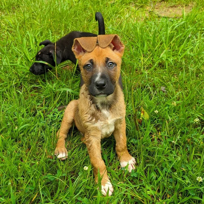 A young medium-sized male Tricolor (Brown, Black, & White) Shepherd dog named Nutmeg for adoption in Shermans Dale, PA