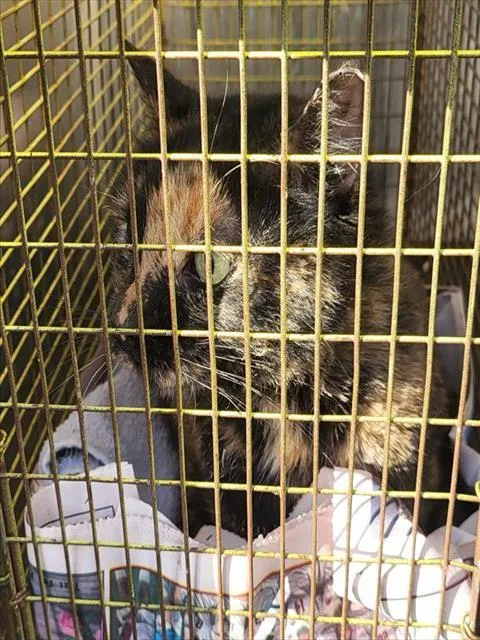 An adult medium-sized female Domestic Medium Hair cat named Tate for adoption in San Antonio, TX