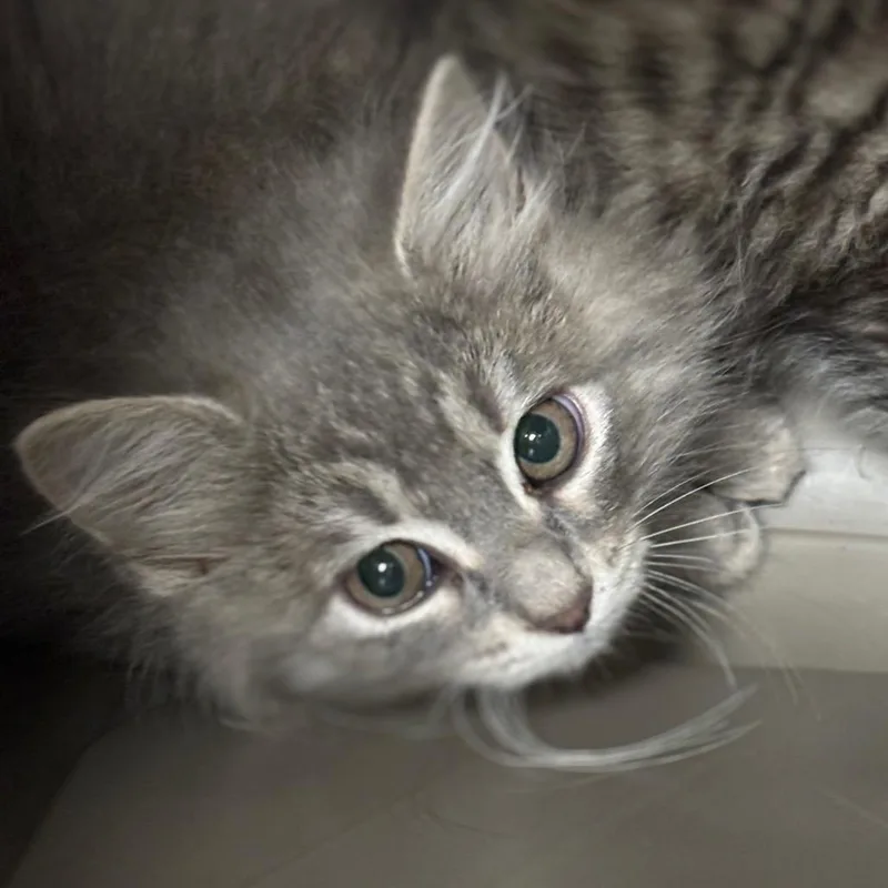 A baby small-sized female Gray / Blue / Silver Domestic Medium Hair cat named Shishito for adoption in Birmingham, AL