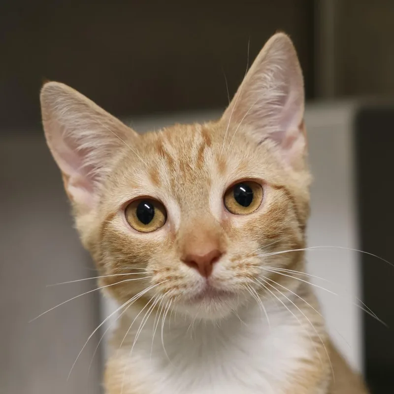 A baby small-sized female Orange / Red Domestic Short Hair cat named Tom for adoption in Briarcliff Manor, NY