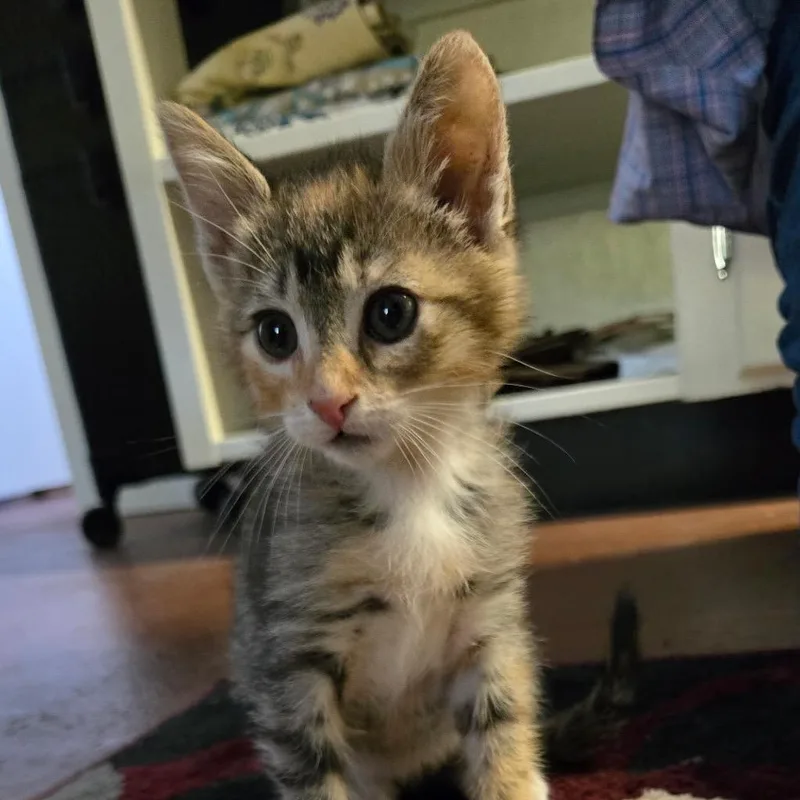 A baby small-sized female Brown / Chocolate Domestic Short Hair cat named Magenta for adoption in San Gabriel, CA