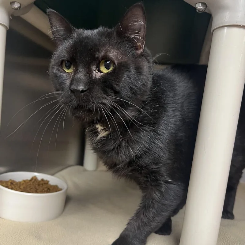 An adult medium-sized male Black Domestic Short Hair cat named Big Jordan for adoption in Milan, IL