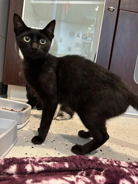 A young medium-sized female Domestic Short Hair cat named Matcha for adoption in Forney, TX