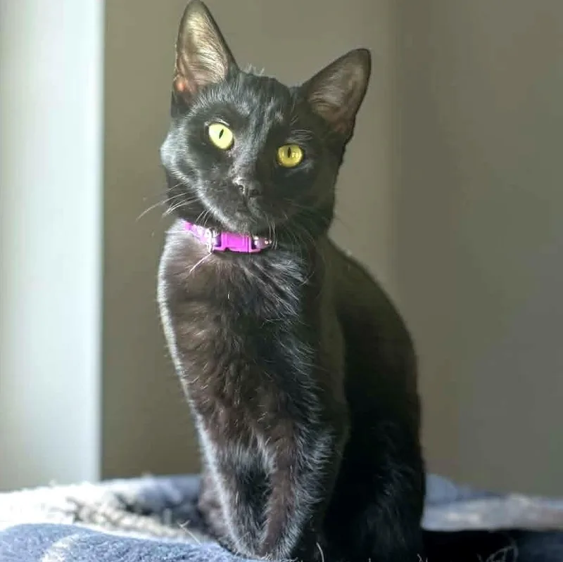 A young medium-sized female Black Domestic Short Hair cat named Catalina for adoption in Sedalia, MO