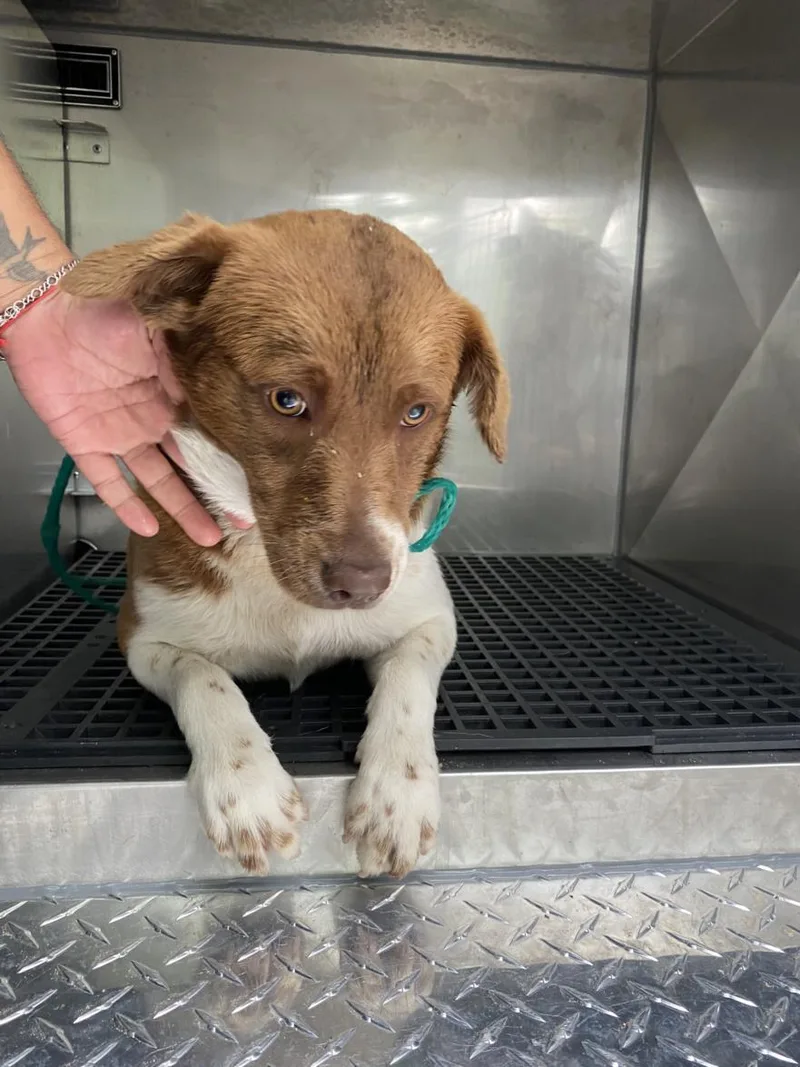 A young medium-sized female Mixed Breed dog named Ethel for adoption in Dallas, TX