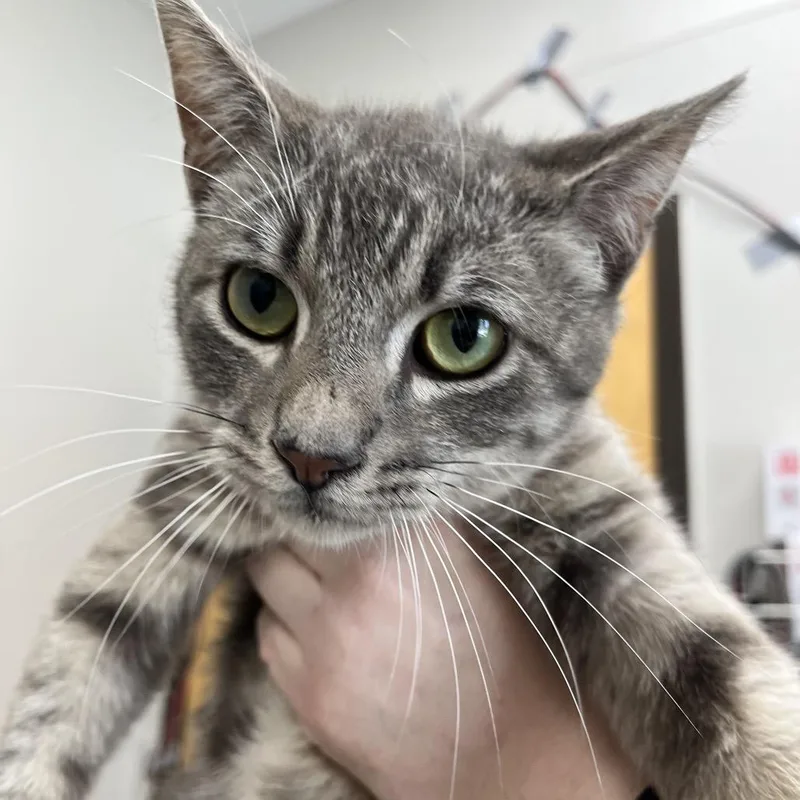 A young medium-sized male Gray / Blue / Silver Domestic Short Hair cat named Tanner for adoption in Columbiana, AL