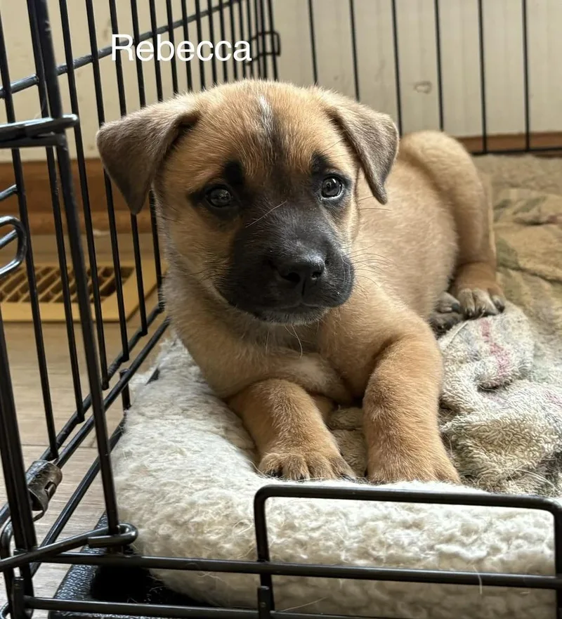 A baby medium-sized female Mixed Breed dog named Rebecca WeltonTed Lasso Litter for adoption in Columbus, OH