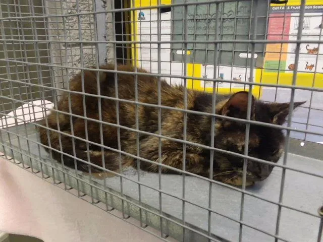A senior medium-sized female Domestic Short Hair cat named Valley for adoption in Tulsa, OK