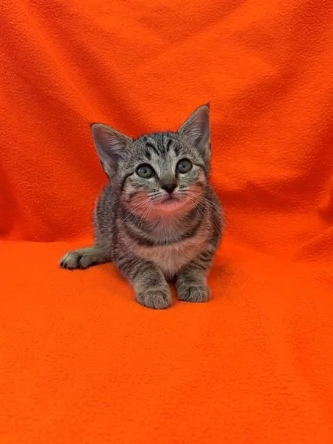 A baby medium-sized female Domestic Short Hair cat named Bee for adoption in Forney, TX