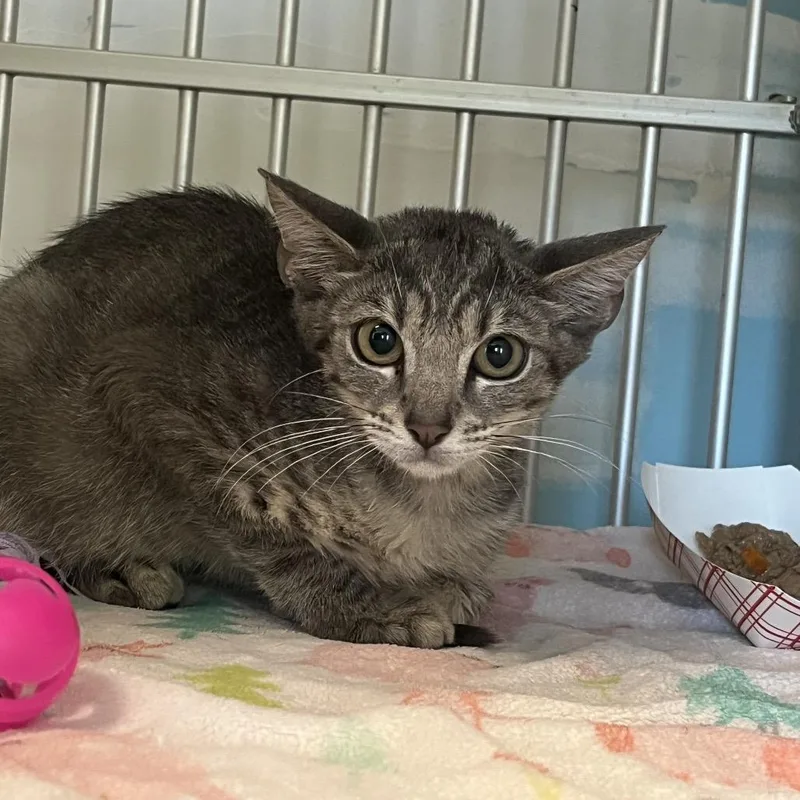 A baby small-sized male Gray / Blue / Silver Domestic Short Hair cat named Cece for adoption in West Palm Beach, FL