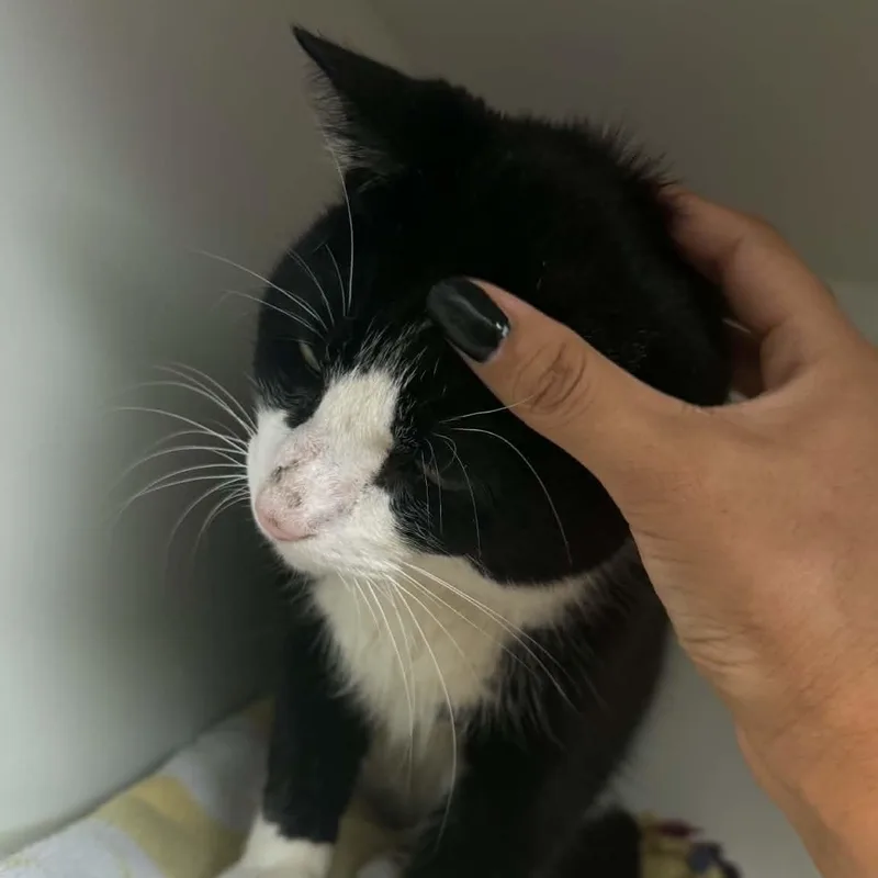 An adult medium-sized male American Shorthair cat named Broly for adoption in Danbury, CT