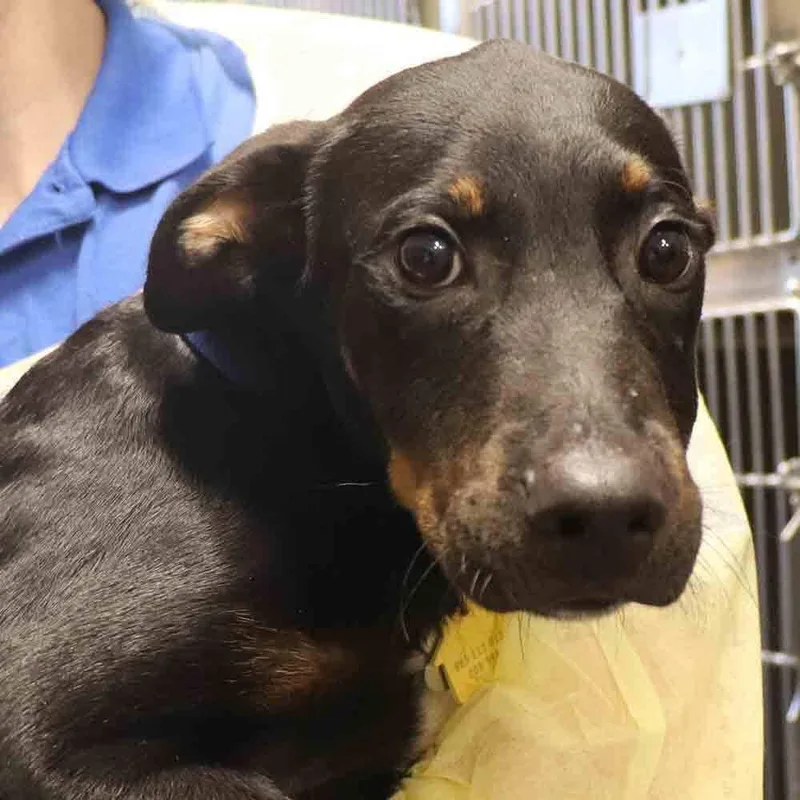 A baby medium-sized male Mixed Breed dog named Wyoming for adoption in Port Washington, NY