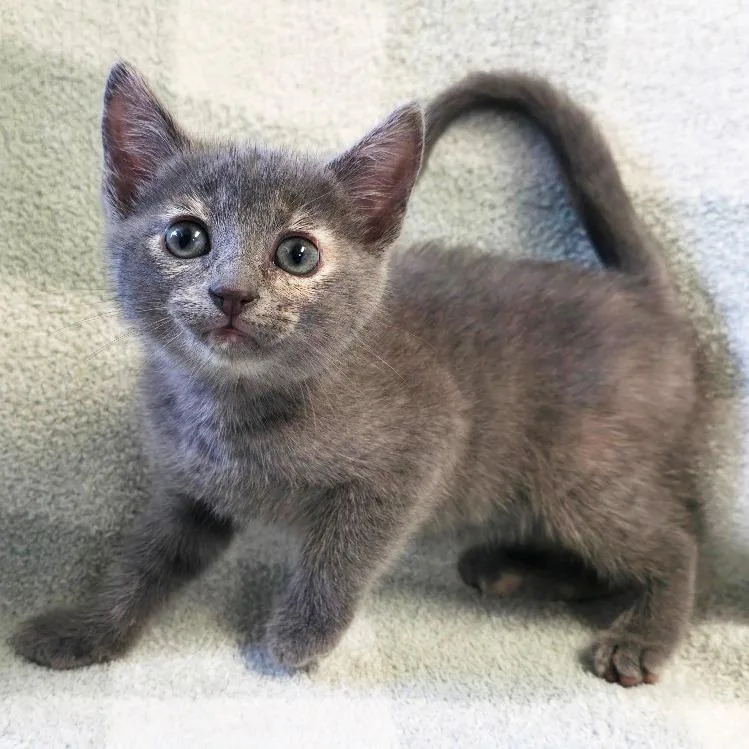 A baby small-sized female Tortoiseshell Domestic Short Hair cat named Lyric for adoption in Mount Juliet, TN